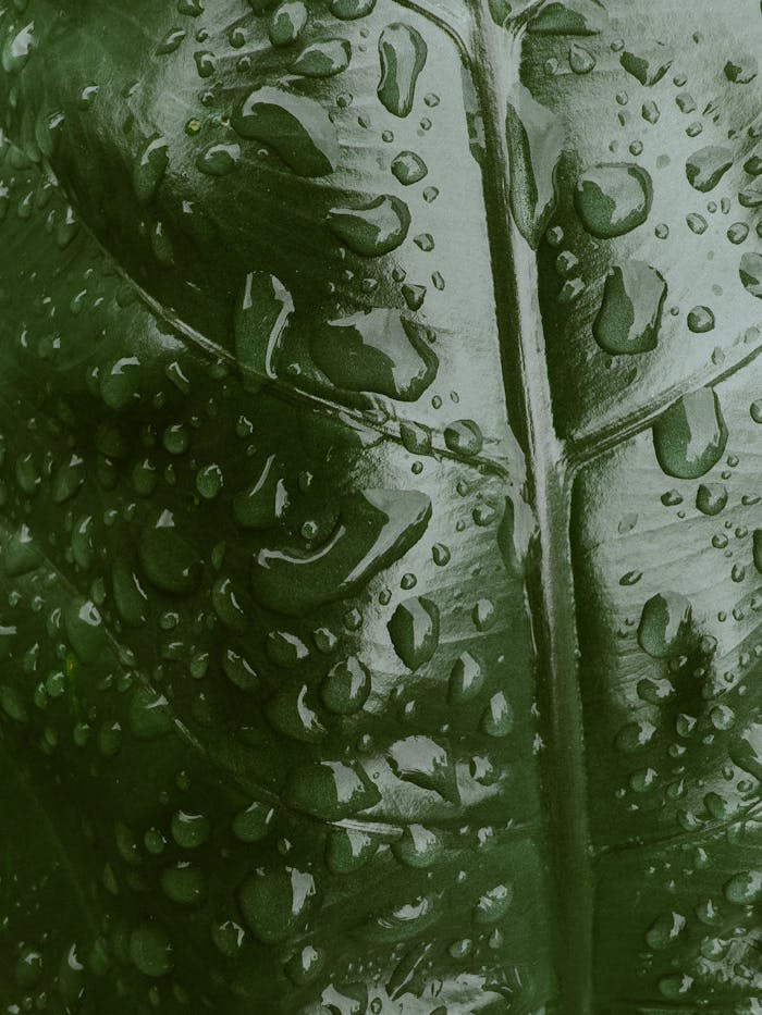 A detailed shot of rain droplets on a lush green leaf, captured in Paraty, Brazil.