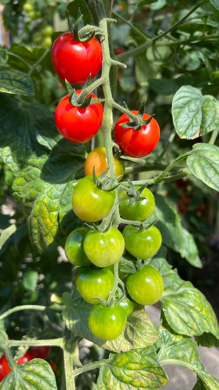 heros-img A close-up of cherry tomatoes transitioning from green to ripe red on the vine in a garden.