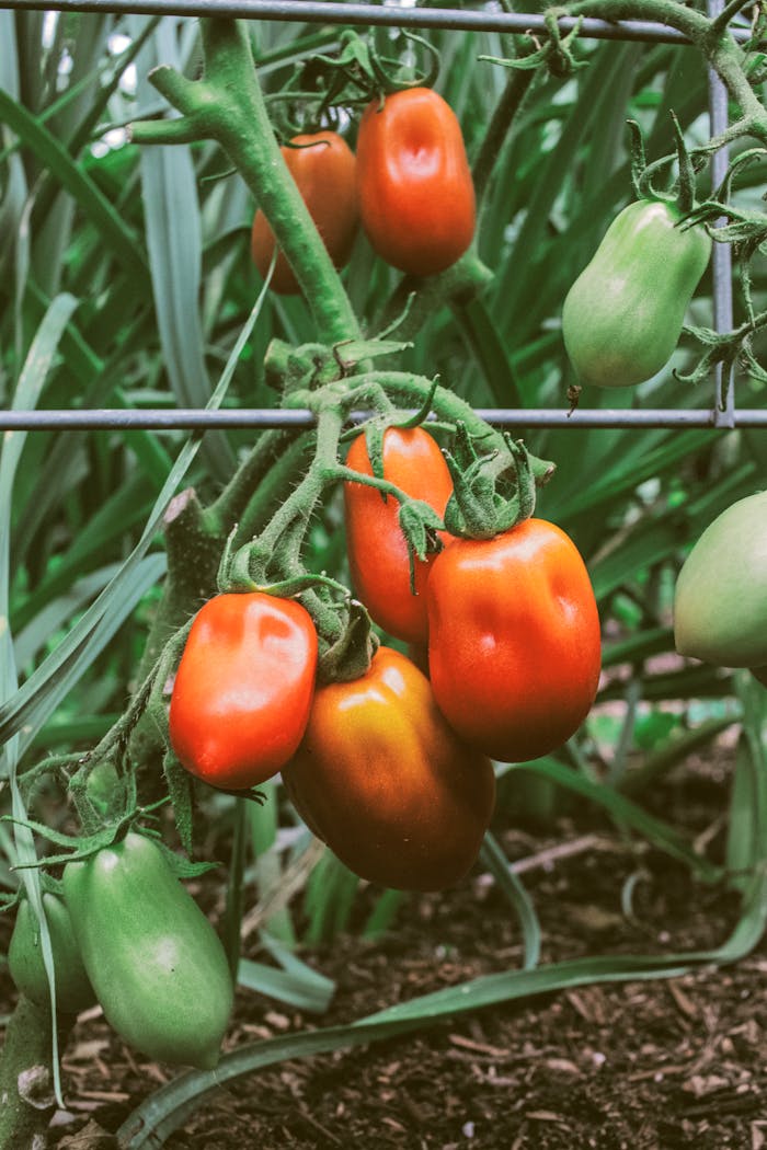 about-us Close-up of vibrant Roma tomatoes ripening on the vine in a summer garden.